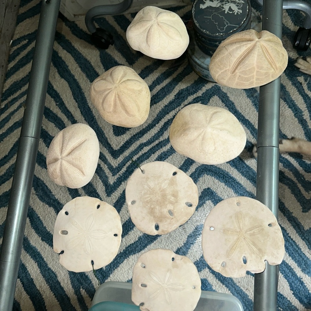 Sea shells Sand Dollars and Sand biscuits Natural Deco